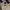 Gianni Valentino Casual Polo shirt Pria cream photo 3