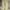 Dickies Skater Casual Formal pants Pria khaki photo 3