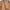 Carhartt Gorpcore Sportswear Parka Pria tan brown photo 3