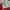 Urban Research Streetwear Gorpcore Puffer jacket Pria red photo 6