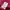 The North Face Sportswear Casual Windbreaker Wanita white pink photo 6