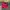 Hat Pria Red