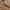 Coquette Casual Crossbody Bag Wanita brown photo 2