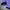 Champion Streetwear Sportswear Hoody Pria purple photo 5