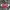 FUBU Y2K Grunge Windbreaker Pria red black photo 6