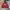 Vintage Streetwear Sweatshirt Pria red photo 1