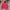 Dickies Vintage Y2K Sweater Pria red photo 1