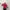 New Balance Gorpcore Fleece Pria red photo 1