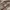 Burberry Vintage Casual Shirt Wanita tan cream photo 4