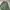 Ellesse Casual Sweatshirt Pria green photo 4