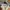 Crocodile Casual Polo shirt Pria multicolor photo 3