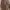 Casual Trench coat Wanita tan photo 2
