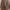 Casual Trench Coat Wanita Tan