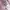 Stussy Vintage Streetwear Casual shirt Pria pink photo 6