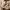 Timberland Vintage Y2K Boots Pria Brown
