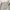 Adidas Sportswear Polo shirt Pria white photo 1