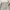 Adidas Sportswear Polo Shirt Pria White