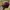 New Era Streetwear Skater Hat Pria Burgundy Black