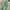Mango Summer Dress Wanita Green