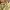 Ben Davis Biker Formal shirt Pria khaki photo 3