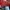 Gucci Luxury Clutch Wanita red photo 1