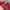 Hat Pria white red photo 3
