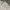 Patagonia Streetwear Sportswear T-shirt Pria white photo 5