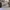 Compass Casual Sneakers Pria cream photo 1