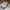 Onitsuka Tiger Casual Sneakers Pria cream blue photo 2
