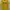 Fruit of the Loom Vintage T-shirt Pria yellow photo 1