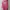 Lolita Wanita pink photo 1