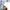 Adidas Sportswear Jersey Pria white photo 4