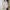 Casual Blazer Kids tan cream photo 1