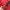 Gorpcore Sportswear Windbreaker Pria red photo 6