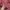 Sportswear Windbreaker Pria red photo 7