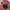 Sportswear Windbreaker Pria red photo 4