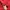 Dickies Gorpcore Sportswear Windbreaker Pria red photo 7