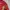Salomon Sportswear Casual Windbreaker Pria red black photo 6
