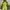 Sportswear Casual Windbreaker Pria green khaki photo 2