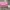 Stradivarius Bags & Purse Wanita Pink