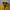 Gorpcore Sportswear Puffer Jacket Pria Yellow