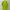 Adidas Sportswear Jersey Pria green photo 5