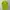 Adidas Sportswear Jersey Pria green photo 2