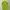 Adidas Sportswear Jersey Pria Green