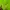 Adidas Sportswear Jersey Pria green photo 4