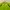 Adidas Sportswear Jersey Pria green photo 3