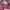 ZARA Blazer Wanita multicolor pink photo 3