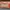 Coach Luxury Shoulder bag Wanita orange photo 5