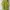 Muslim Baju muslim Pria green photo 1