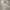 Uniqlo Streetwear Casual Casual shirt Pria tan cream photo 4